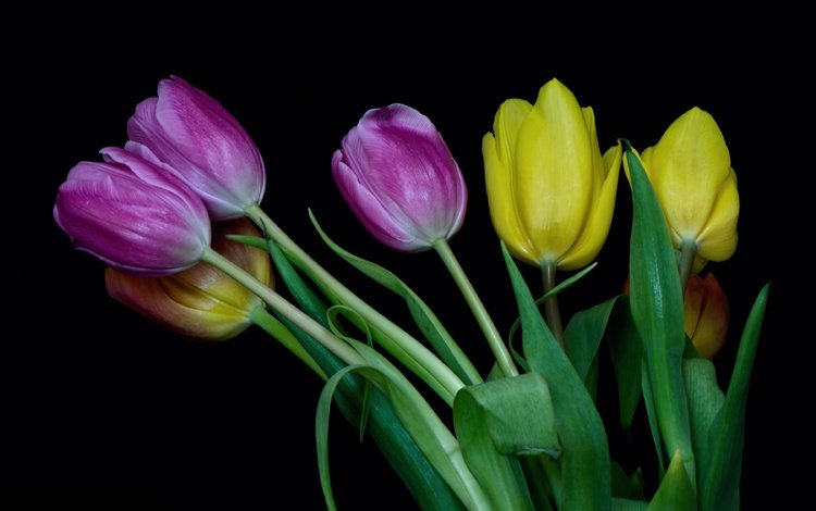 цветы, бутоны, разноцветные, весна, тюльпаны, flowers, buds, colorful, spring, tulips