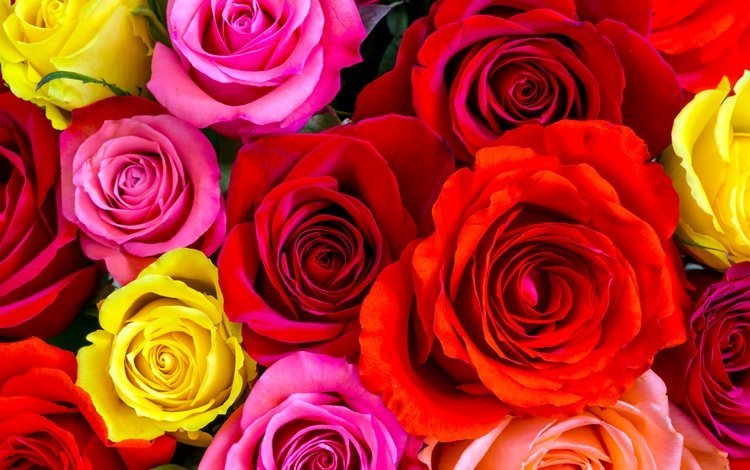 цветы, крупным планом, бутоны, розы, разноцветные, красные, розовые, много, желтые, flowers, closeup, buds, roses, colorful, red, pink, a lot, yellow
