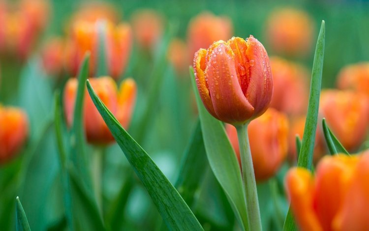 цветы, бутоны, капли, весна, тюльпаны, оранжевые, flowers, buds, drops, spring, tulips, orange