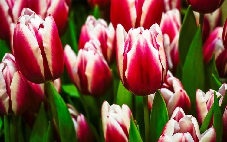 цветы, бутоны, весна, тюльпаны, пестрые, flowers, buds, spring, tulips, motley
