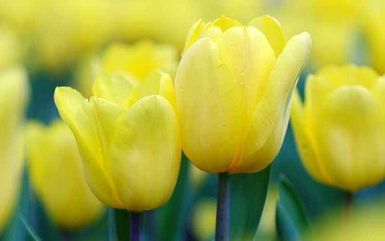цветы, бутоны, весна, тюльпаны, желтые, flowers, buds, spring, tulips, yellow