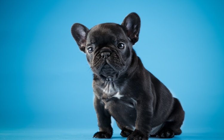 черный, щенок, милый, французский бульдог, black, puppy, cute, french bulldog