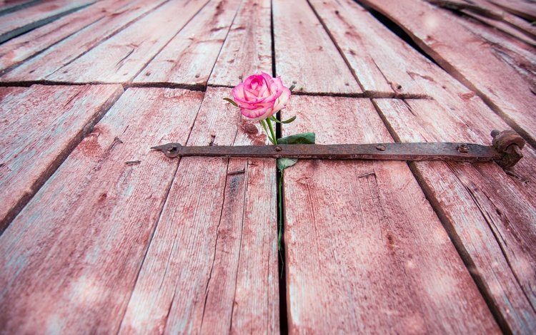 цветок, роза, дверь, flower, rose, the door