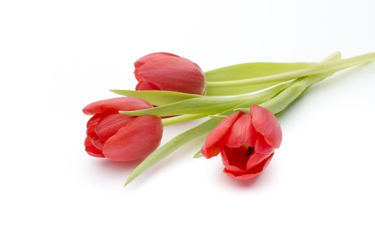 цветы, красные, букет, тюльпаны, белый фон, flowers, red, bouquet, tulips, white background