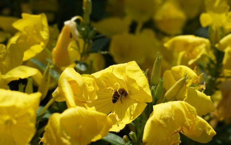 цветы, насекомое, лето, тюльпан, пчела, опыление, flowers, insect, summer, tulip, bee, pollination