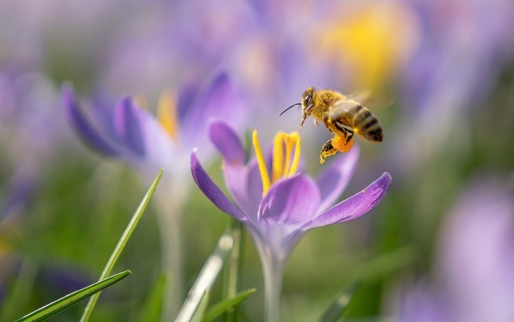 цветы, макро, насекомое, весна, пчела, крокусы, flowers, macro, insect, spring, bee, crocuses