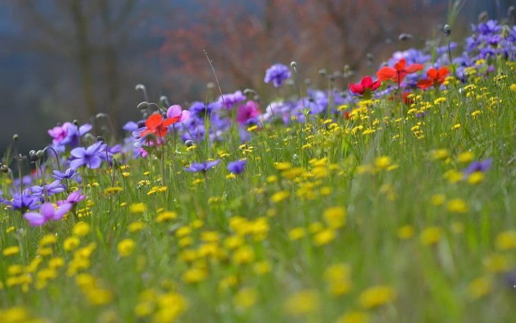 цветы, трава, лето, луг, полевые цветы, flowers, grass, summer, meadow, wildflowers