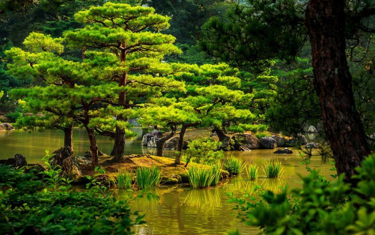 деревья, камыши, камни, зелень, кусты, япония, сад, киото, пруд, trees, the reeds, stones, greens, the bushes, japan, garden, kyoto, pond