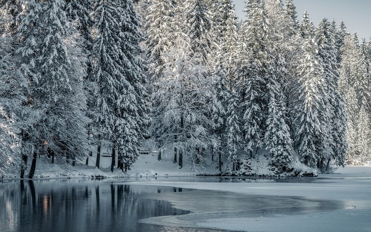 деревья, озеро, снег, лес, зима, trees, lake, snow, forest, winter