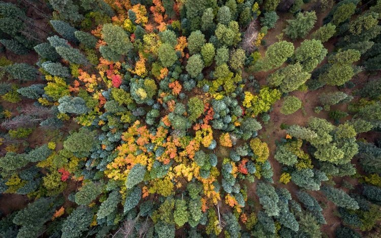деревья, природа, лес, осень, trees, nature, forest, autumn