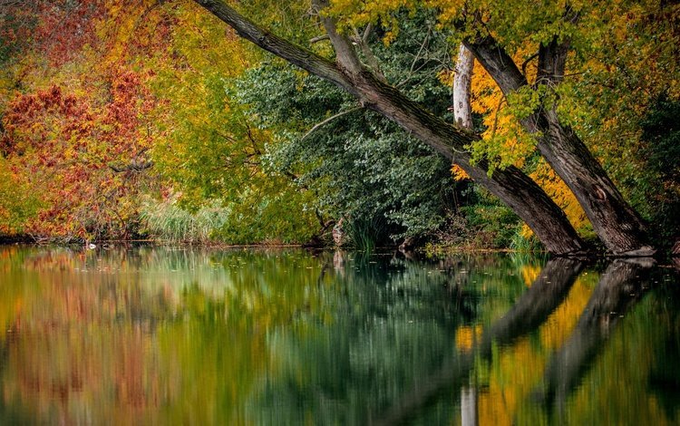 деревья, река, природа, листья, отражение, осень, trees, river, nature, leaves, reflection, autumn
