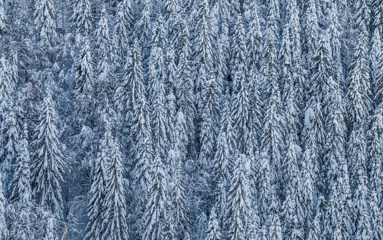 деревья, снег, лес, зима, хвойные, trees, snow, forest, winter, coniferous