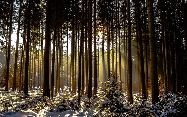 деревья, снег, лес, зима, солнечный свет, trees, snow, forest, winter, sunlight