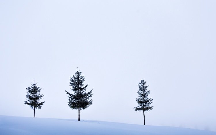 небо, деревья, снег, зима, поле, the sky, trees, snow, winter, field