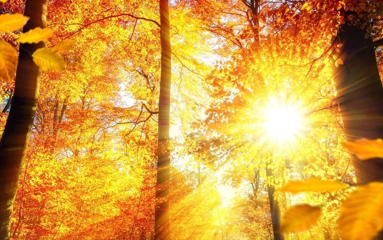 деревья, солнце, лес, листья, лучи, осень, trees, the sun, forest, leaves, rays, autumn