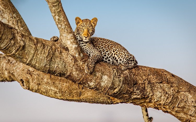 дерево, фон, взгляд, леопард, дикая кошка, tree, background, look, leopard, wild cat