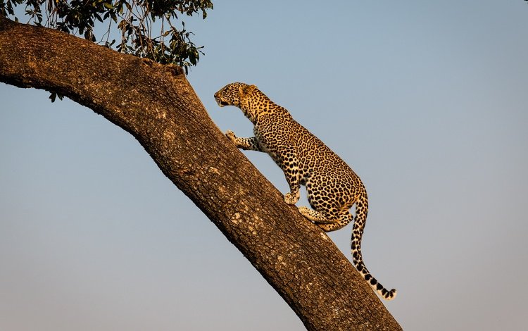 дерево, леопард, хищник, дикая кошка, tree, leopard, predator, wild cat