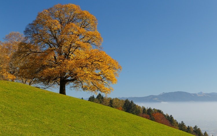небо, облака, дерево, лес, осень, швейцария, the sky, clouds, tree, forest, autumn, switzerland