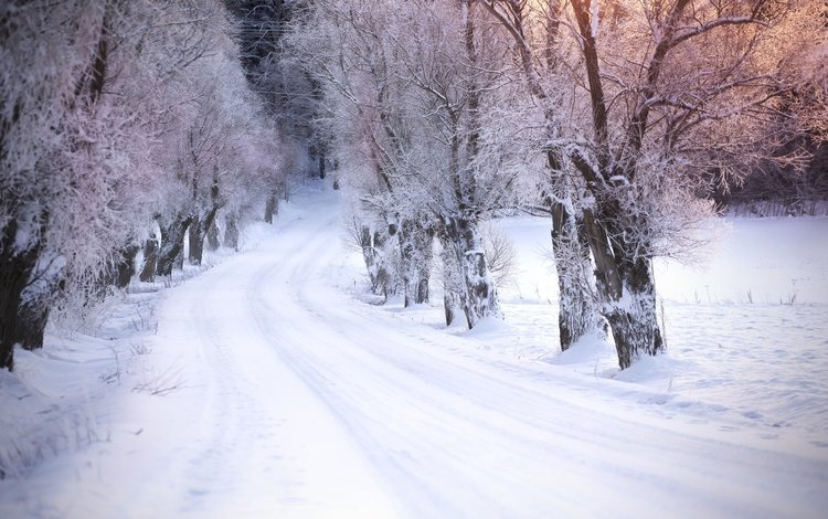 дорога, деревья, снег, зима, road, trees, snow, winter