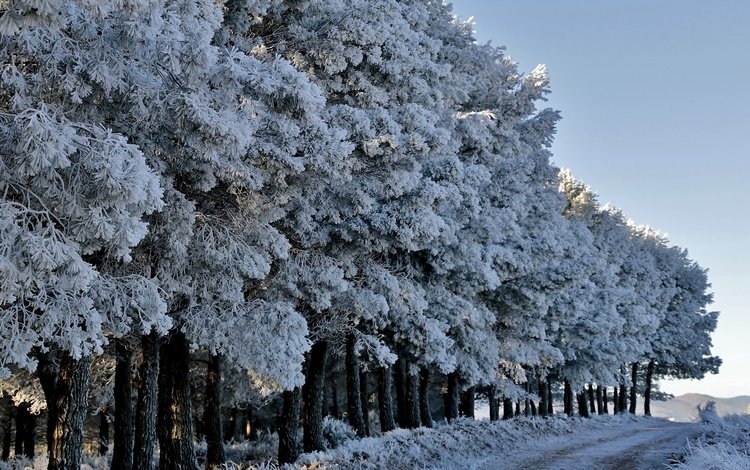 дорога, деревья, лес, зима, иней, road, trees, forest, winter, frost