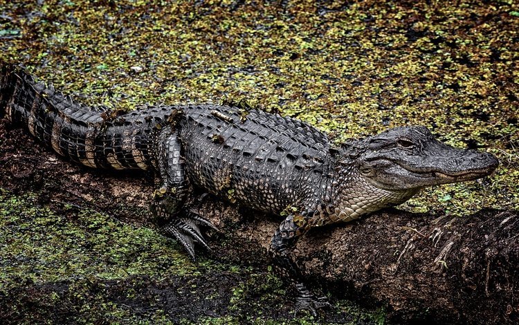 фон, крокодил, аллигатор, background, crocodile, alligator