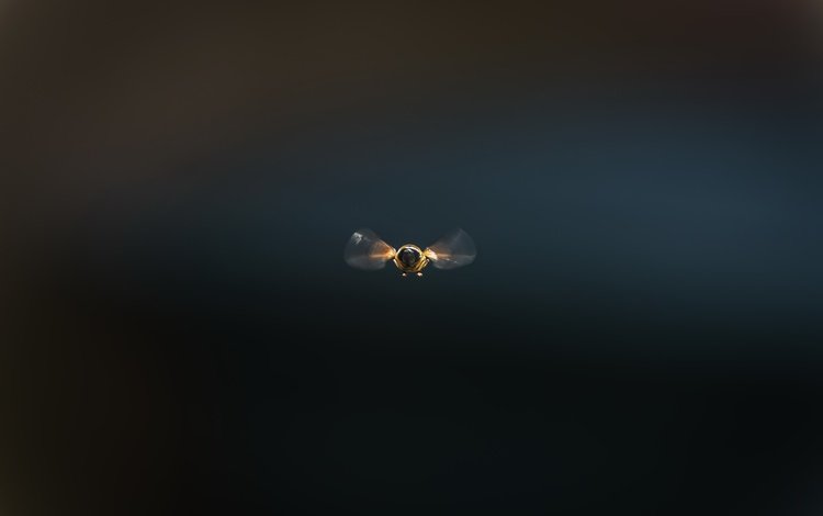 насекомое, фон, полет, пчела, insect, background, flight, bee