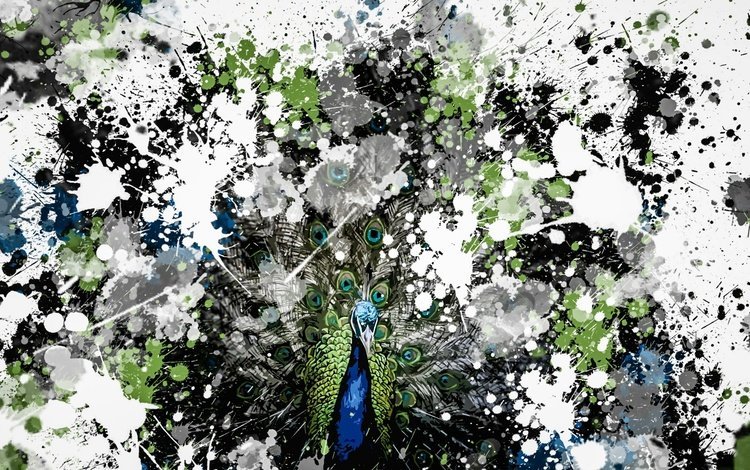 фон, птица, павлин, background, bird, peacock