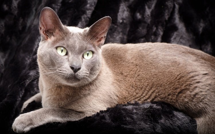 глаза, фон, кот, усы, кошка, голубая, бурманская, eyes, background, cat, mustache, blue, burmese