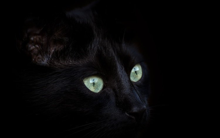 глаза, кот, мордочка, усы, кошка, взгляд, черный, eyes, cat, muzzle, mustache, look, black
