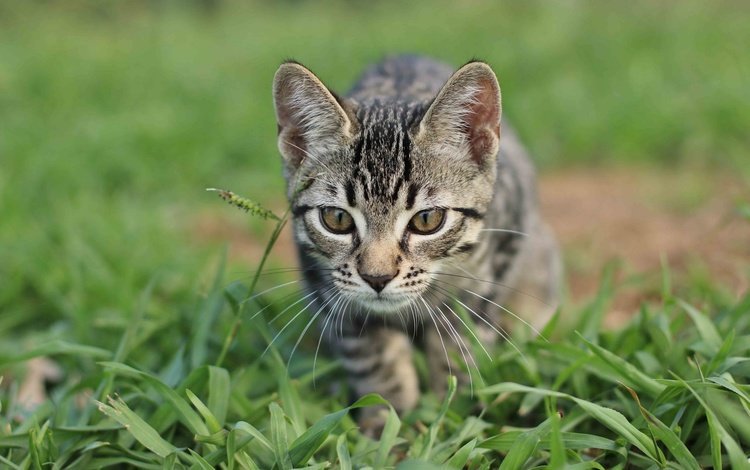 глаза, трава, кошка, котенок, eyes, grass, cat, kitty