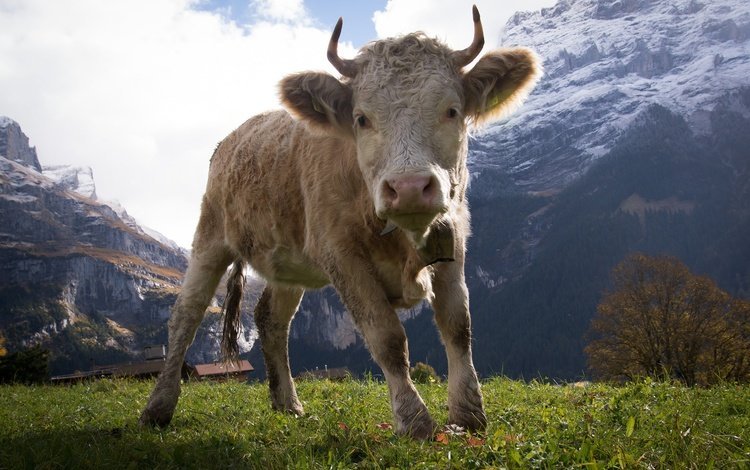 горы, природа, рога, корова, копыта, бык, телёнок, бычок, mountains, nature, horns, cow, hooves, bull, calf