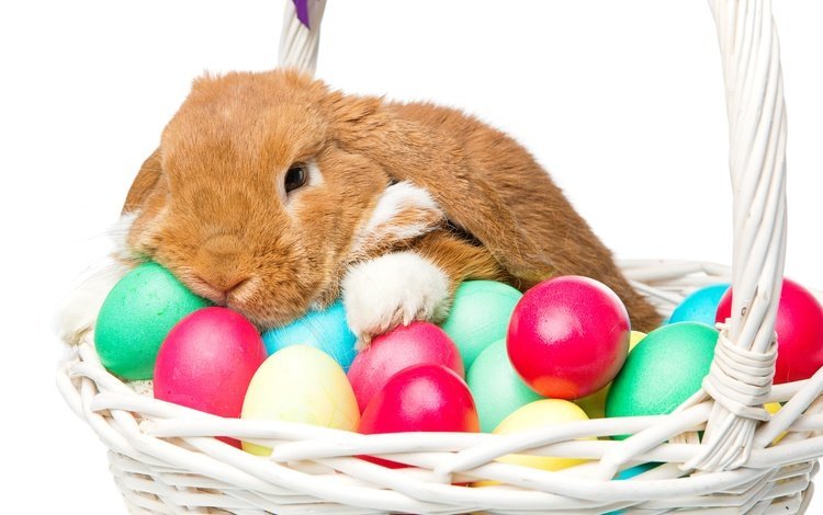 корзина, кролик, пасха, яйца крашеные, basket, rabbit, easter, the painted eggs