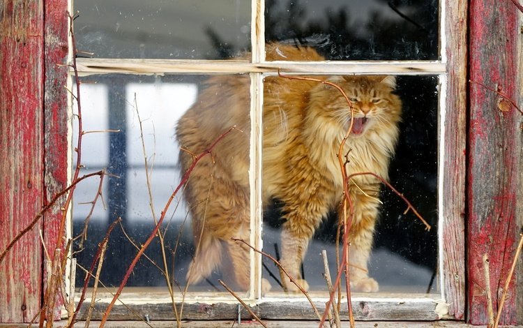 кот, мордочка, кошка, дом, окно, рыжий, лапки, cat, muzzle, house, window, red, legs