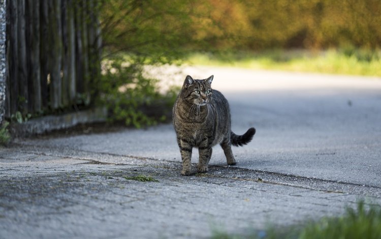 кот, кошка, взгляд, серый, улица, cat, look, grey, street