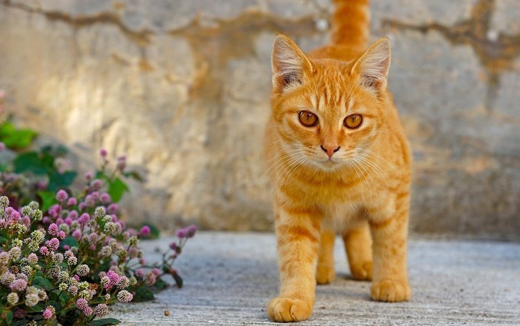 глаза, рыжий кот, цветы, клевер, кот, мордочка, кошка, взгляд, котенок, лапки, legs, eyes, red cat, flowers, clover, cat, muzzle, look, kitty