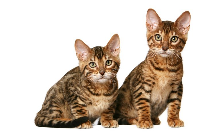 кошки, котята, дуэт, калифорнийские, короткошерстные, cats, kittens, duo, california, shorthair