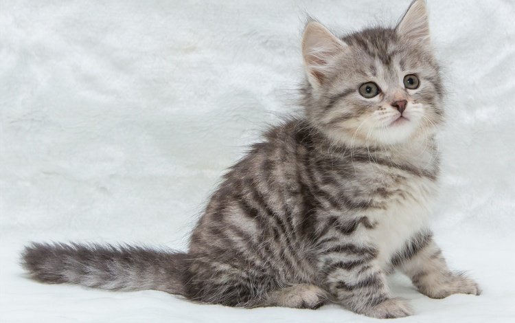 глаза, усы, кошка, взгляд, котенок, серый, милый, eyes, mustache, cat, look, kitty, grey, cute