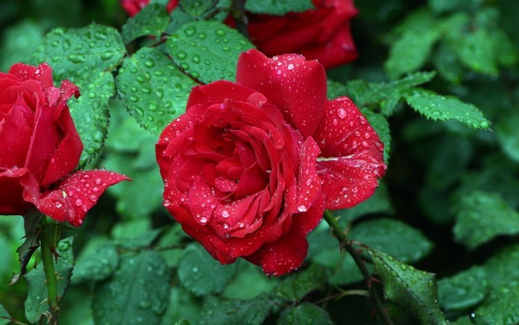 цветы, капли, розы, красная роза, капли дождя, flowers, drops, roses, red rose, raindrops