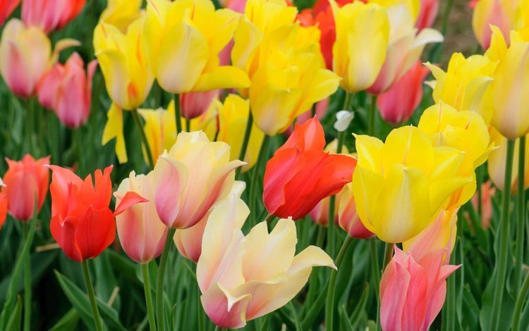цветы, лепестки, луг, весна, тюльпаны, flowers, petals, meadow, spring, tulips