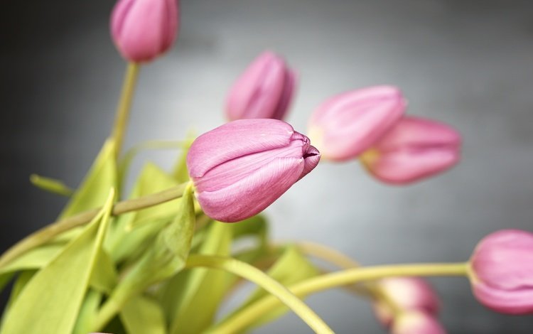 цветы, лепестки, весна, тюльпаны, розовые, flowers, petals, spring, tulips, pink