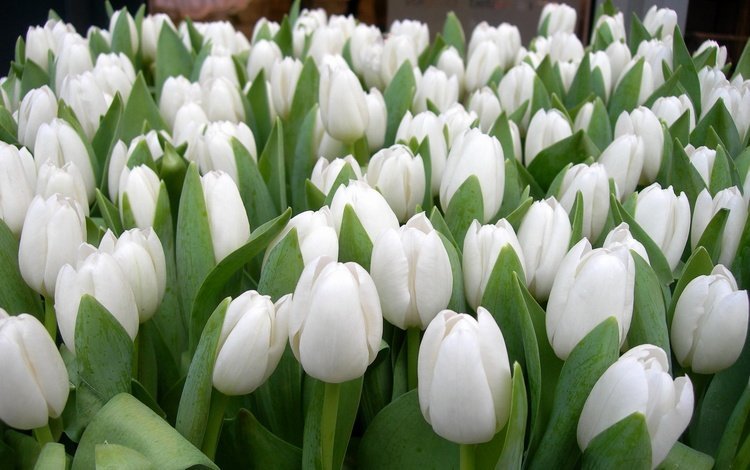 цветы, лепестки, сад, весна, тюльпаны, белые, flowers, petals, garden, spring, tulips, white