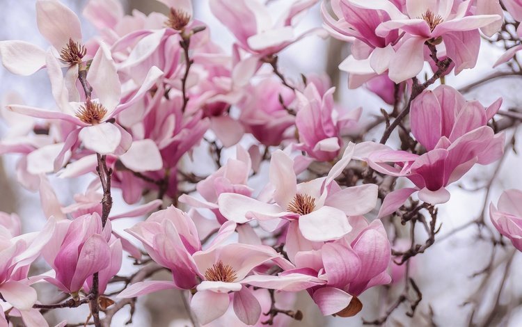 природа, цветение, лепестки, весна, магнолия, nature, flowering, petals, spring, magnolia