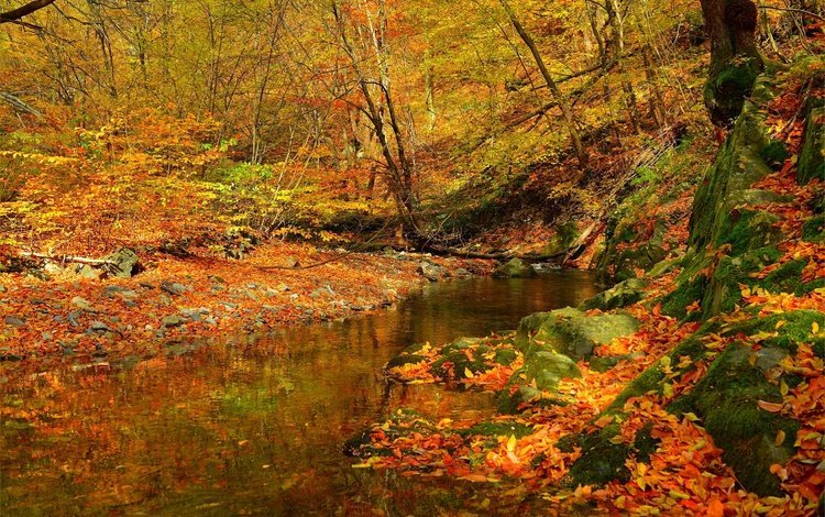 лес, ручей, листва, осень, поток, листопад, forest, stream, foliage, autumn, falling leaves