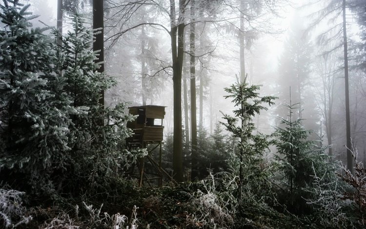 деревья, лес, зима, туман, вышка, trees, forest, winter, fog, tower