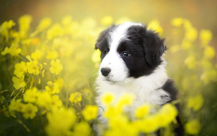 цветы, лето, собака, щенок, бордер-колли, alicja zmysłowska, flowers, summer, dog, puppy, the border collie