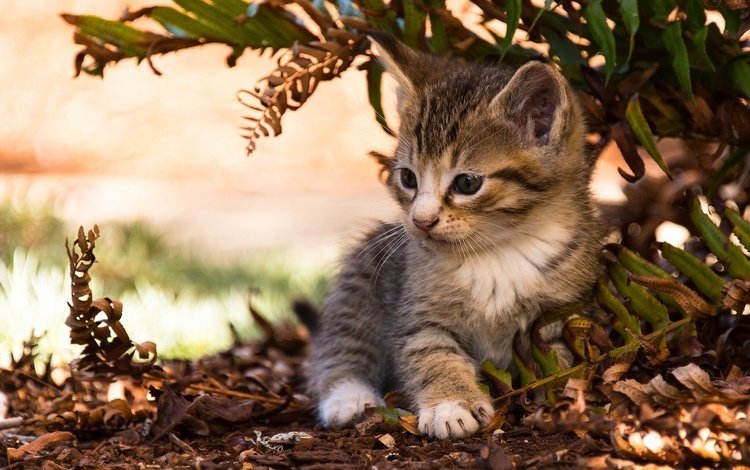 природа, листья, кошка, котенок, животное, малыш, nature, leaves, cat, kitty, animal, baby