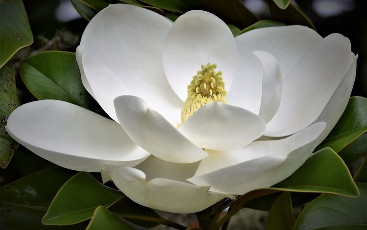 макро, цветок, белая, магнолия, macro, flower, white, magnolia