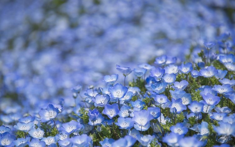 цветы, макро, голубые, боке, немофила, немофилы, flowers, macro, blue, bokeh, nemophila