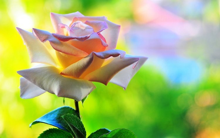 макро, фон, цветок, роза, macro, background, flower, rose