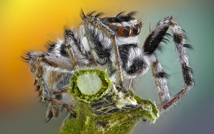 глаза, макро, насекомое, фон, паук, травинка, паук-скакунчик, джампер, eyes, macro, insect, background, spider, a blade of grass, spider-skakuny, jumper